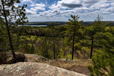 Ontario Kanada 'daki Algonquin Ormanı