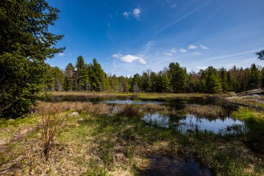 Ontario Kanada 'da Algonquin manzarası