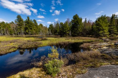 Ontario Kanada 'da Algonquin manzarası