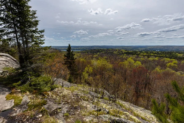 Der Algenwald Ontario Canada — Stockfoto