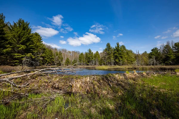 オンタリオ州のアルゴンキンの風景カナダ — ストック写真
