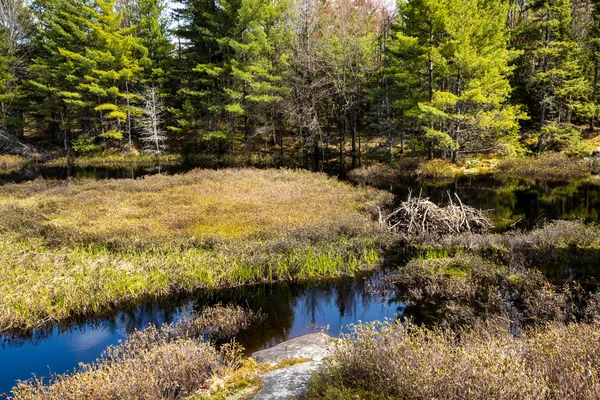 オンタリオ州のアルゴンキンの風景カナダ — ストック写真