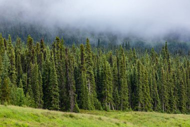 Alaska otoyolu boyunca uzanan orman.