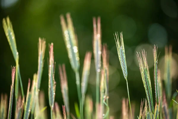 Getreide Auf Grünem Hintergrund — Stockfoto