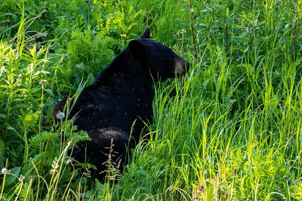 Gros Ours Noir Sur Une Prairie Alaska — Photo