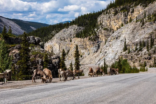 Bighorn Sheep Rocky Mountains Canada — Stock Photo, Image