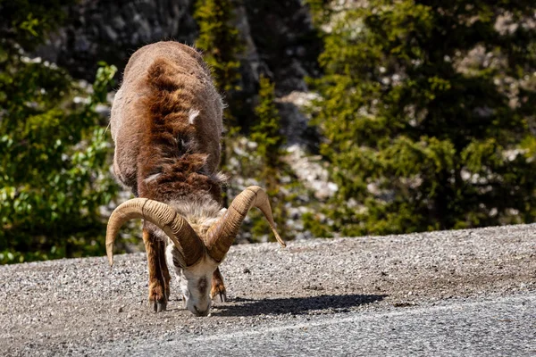 カナダのロッキー山脈のビッグホーン羊 — ストック写真