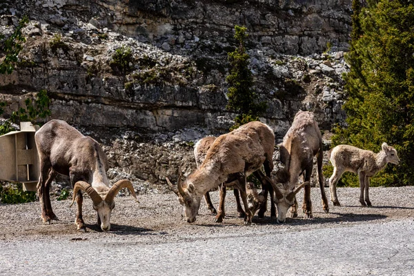 Oveja Bighorn Las Montañas Rocosas Canadá — Foto de Stock