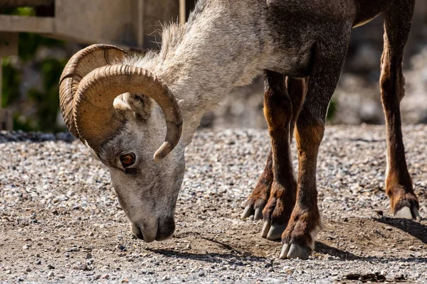 Bighorn Pecora Delle Montagne Rocciose Canada — Foto Stock