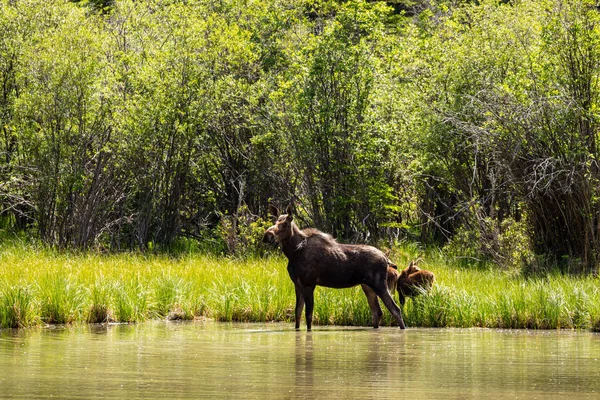 Γυναίκα Moose Calf Κατά Μήκος Της Αλάσκας Highway — Φωτογραφία Αρχείου