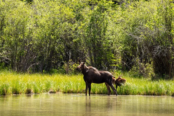 Oie Femelle Avec Veau Long Route Alaska — Photo