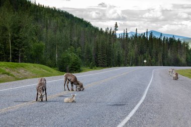 Kanada'da Rocky Dağları Bighorn Koyun