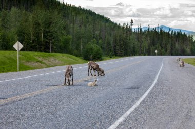 Kanada'da Rocky Dağları Bighorn Koyun