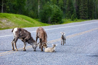 Kanada'da Rocky Dağları Bighorn Koyun