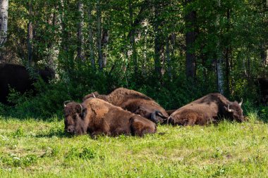 Kanada 'daki Alaska otoyolu boyunca Amerikan bizonu.