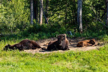 Kanada 'daki Alaska otoyolu boyunca Amerikan bizonu.