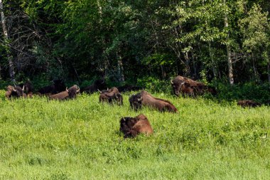 Kanada 'daki Alaska otoyolu boyunca Amerikan bizonu.