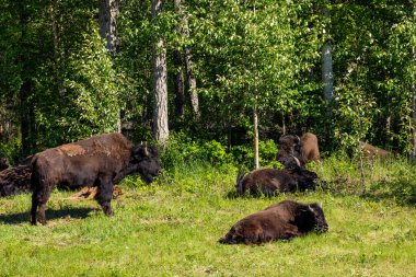 Kanada 'daki Alaska otoyolu boyunca Amerikan bizonu.