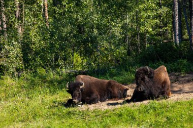 Kanada 'daki Alaska otoyolu boyunca Amerikan bizonu.