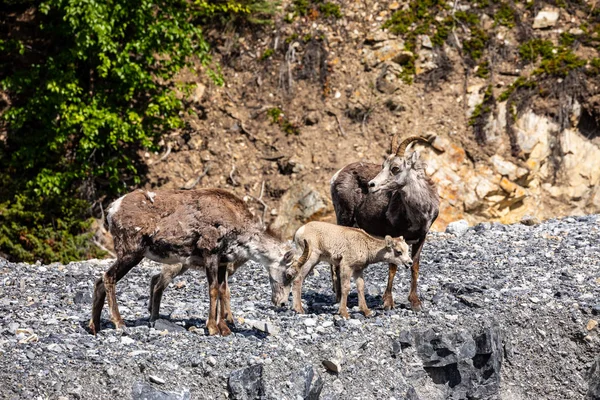 Ovelhas Bighorn Das Montanhas Rochosas Canadá — Fotografia de Stock