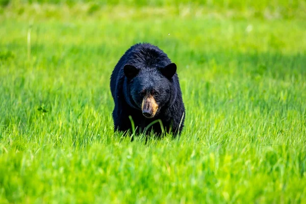 Gros Ours Noir Sur Une Prairie Alaska — Photo