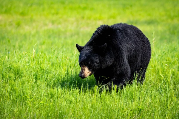 Een Grote Zwarte Beer Een Weide Alaska — Stockfoto