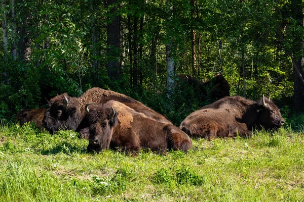 Bisonte Americano Lungo Autostrada Alaska Canada — Foto Stock