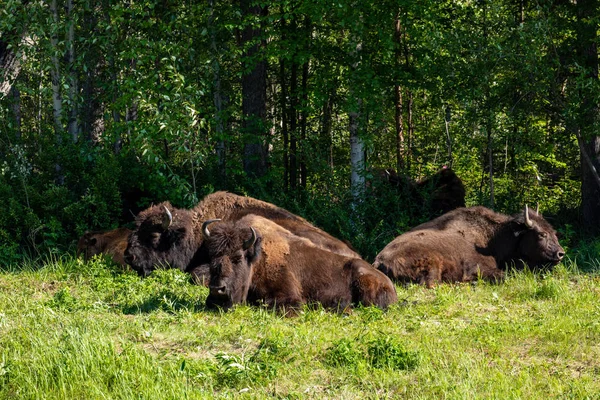 American Bison Alaska Highway Canada — Stock Photo, Image