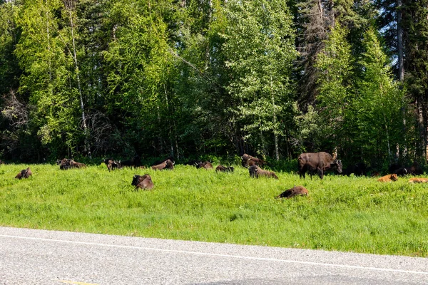 Bisonte Americano Largo Autopista Alaska Canadá —  Fotos de Stock