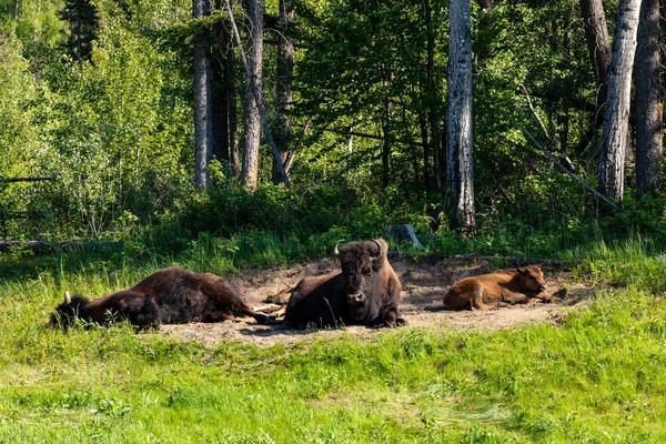 Bisonte Americano Largo Autopista Alaska Canadá — Foto de Stock