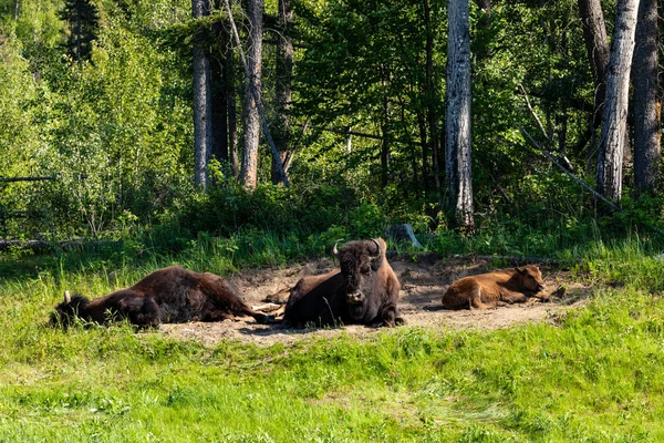 Американский Бизон Вдоль Аляскинского Шоссе Канаде — стоковое фото