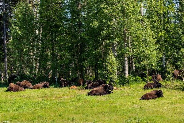 Bison Amérique Long Autoroute Alaska Canada — Photo