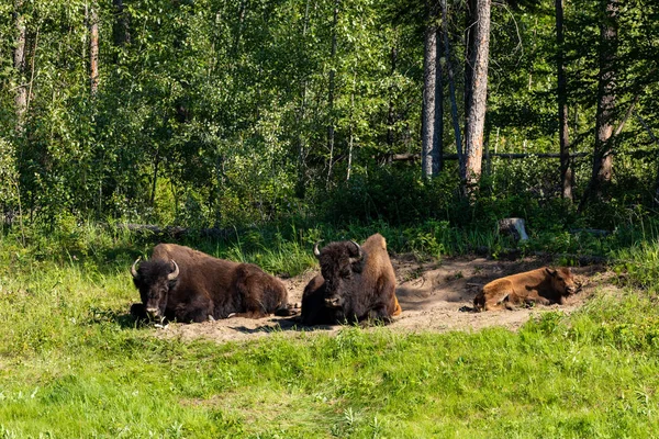 Kanada Daki Alaska Otoyolu Boyunca Amerikan Bizonu — Stok fotoğraf