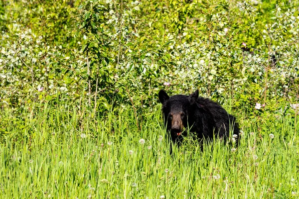 Grande Orso Nero Prato Alaska — Foto Stock