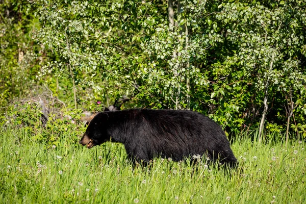 アラスカの草原の大きな黒い熊 — ストック写真