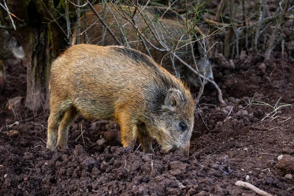 Young Wild Boar Forest — Stock Photo, Image