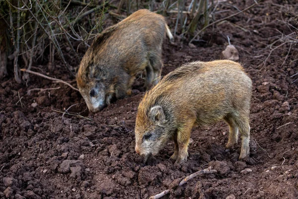 Junges Wildschwein Wald — Stockfoto