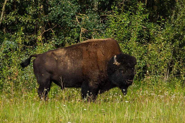 Bisonte Americano Lungo Autostrada Alaska Canada — Foto Stock