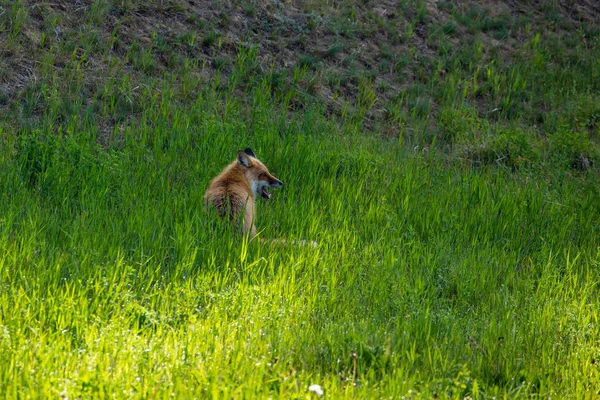 牧草地にある赤い狐 — ストック写真