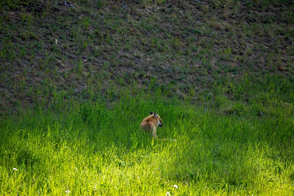 Uma Raposa Vermelha Prado — Fotografia de Stock