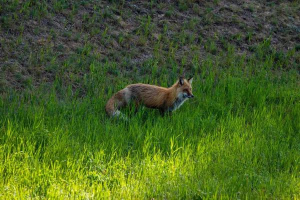 Een Rode Vos Een Weide — Stockfoto