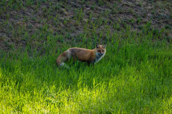 牧草地にある赤い狐 — ストック写真