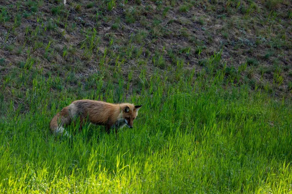 Ein Rotfuchs Auf Einer Wiese — Stockfoto