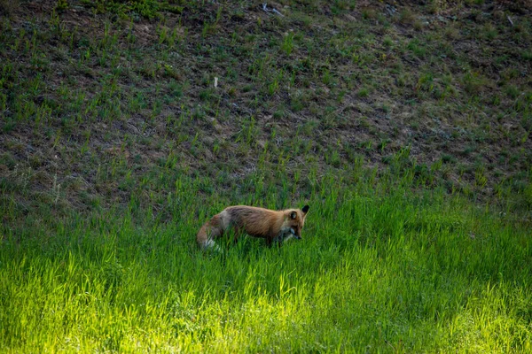 牧草地にある赤い狐 — ストック写真