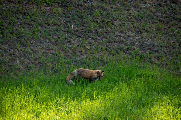 Renard Roux Dans Une Prairie — Photo