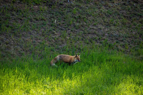 Ein Rotfuchs Auf Einer Wiese — Stockfoto