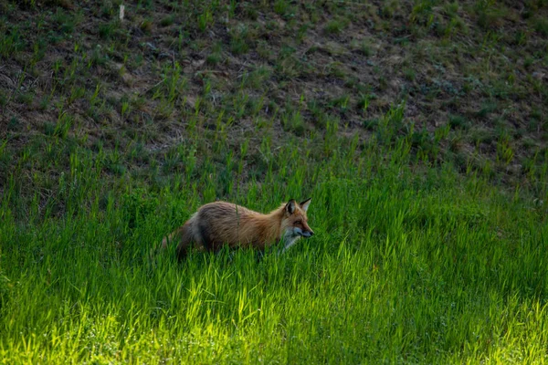 Renard Roux Dans Une Prairie — Photo