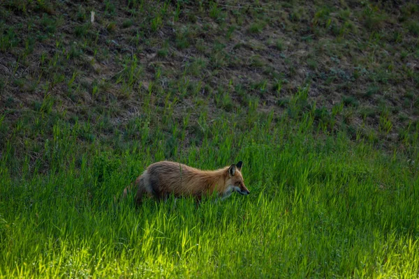 草原上的红狐 — 图库照片