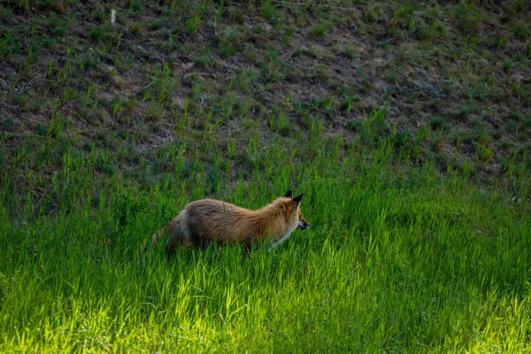 Ein Rotfuchs Auf Einer Wiese — Stockfoto