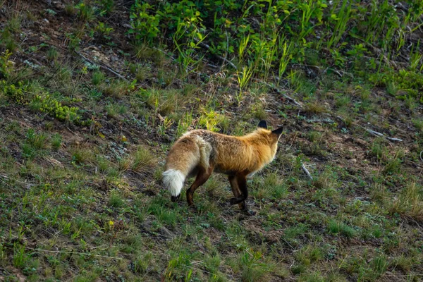 Ein Rotfuchs Auf Einer Wiese — Stockfoto